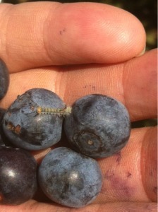 Small caterpillar on blueberries