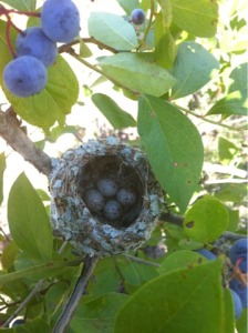 We found this beautiful nest while picking!!