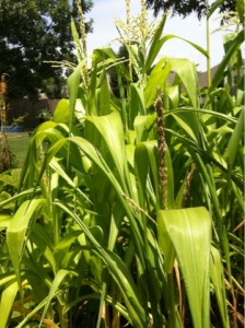 Homegrown corn