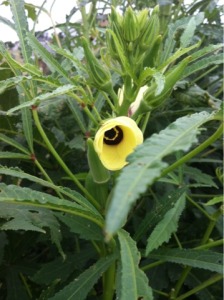 The beautiful bloom of an okra plant!