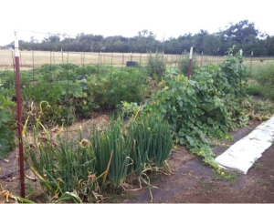 Onions, Turnips, Squash and more!