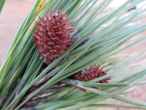 baby-pinecones